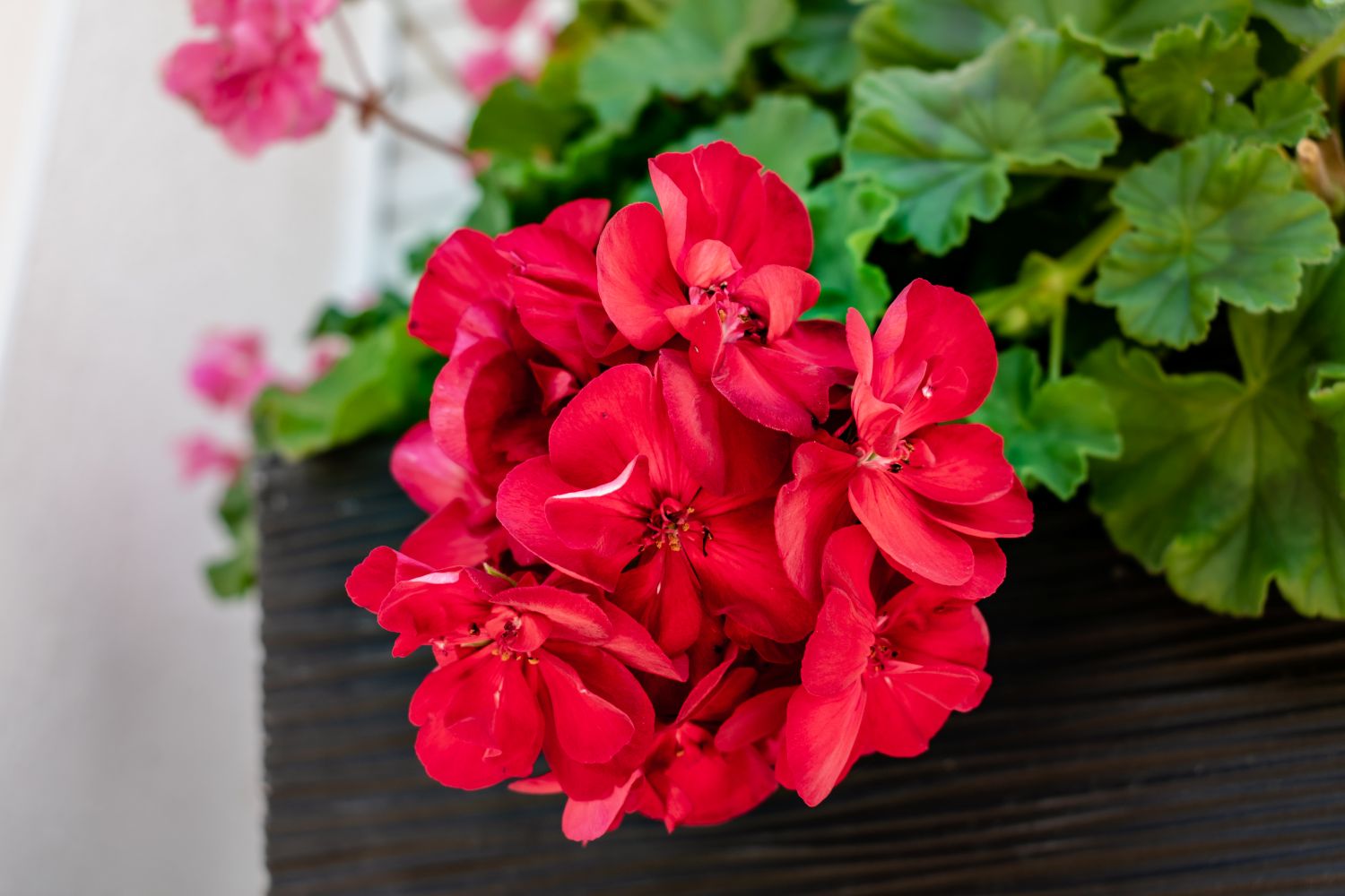 Doniczka z geranium